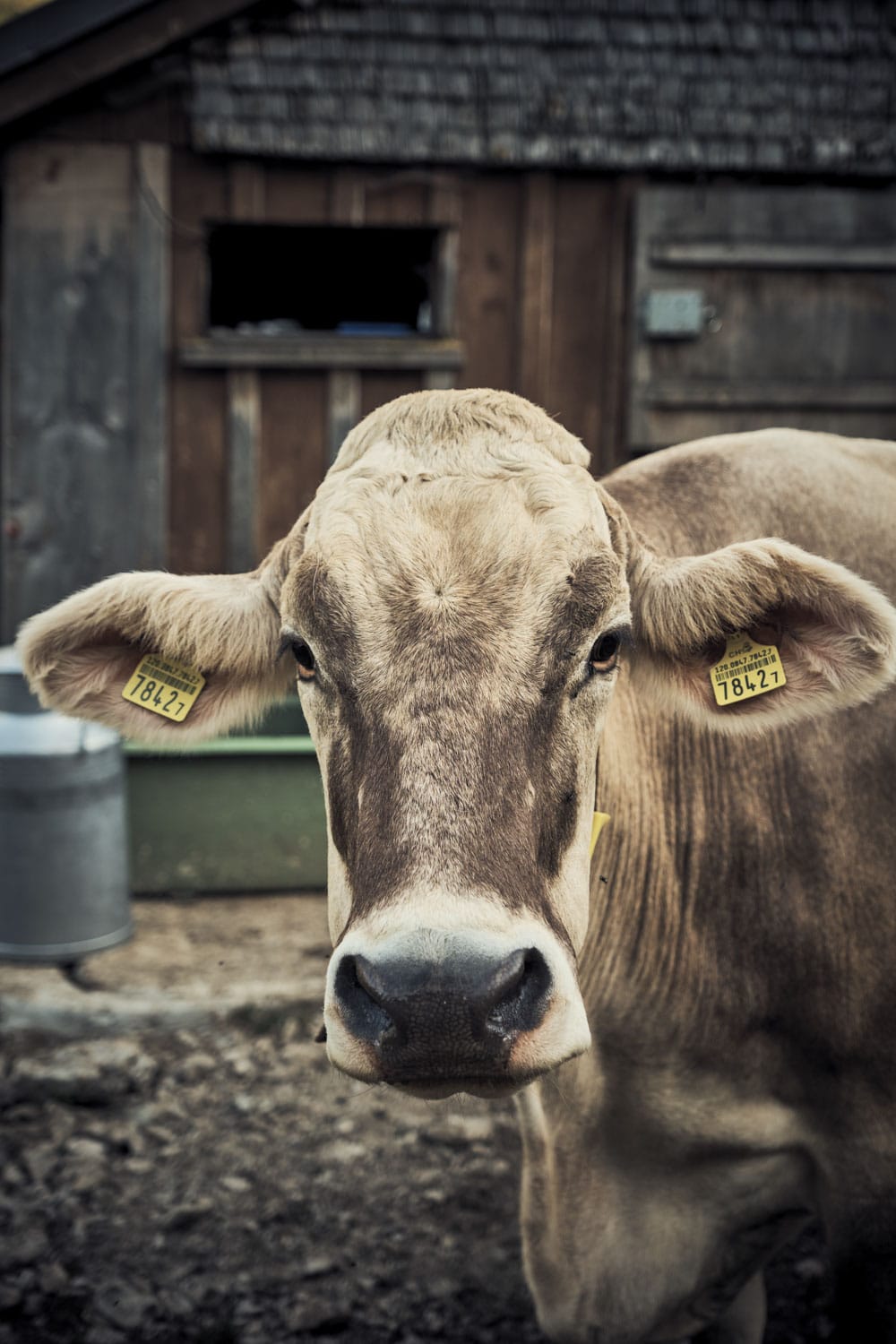 13 Photo Christian Grund Alpsegen Alp