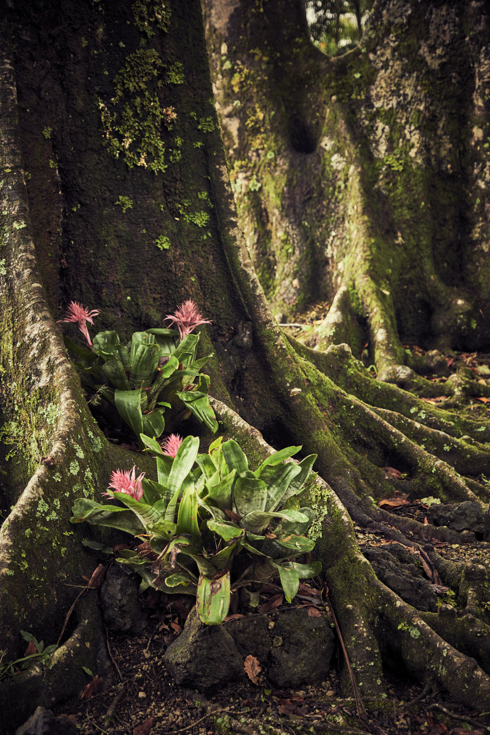 13 Photo Christian Grund Azoren Insel Reisen
