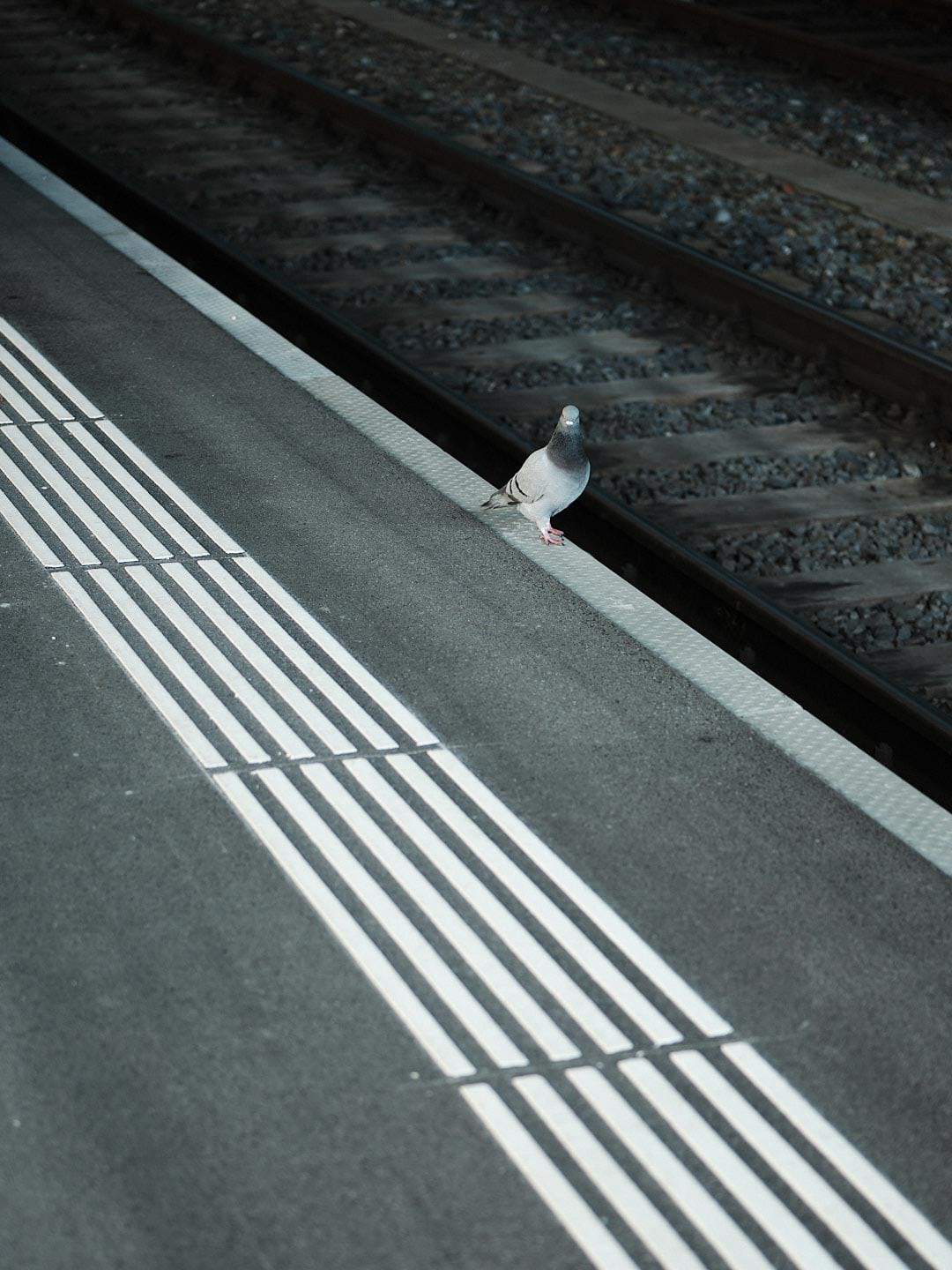 13Photo Ladina Bischof Singles Taube Bahnhof Perron Gleis