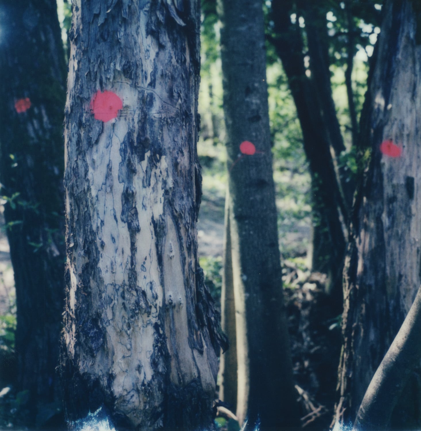 13 Photo Daniel Rihs Bern Polaroid