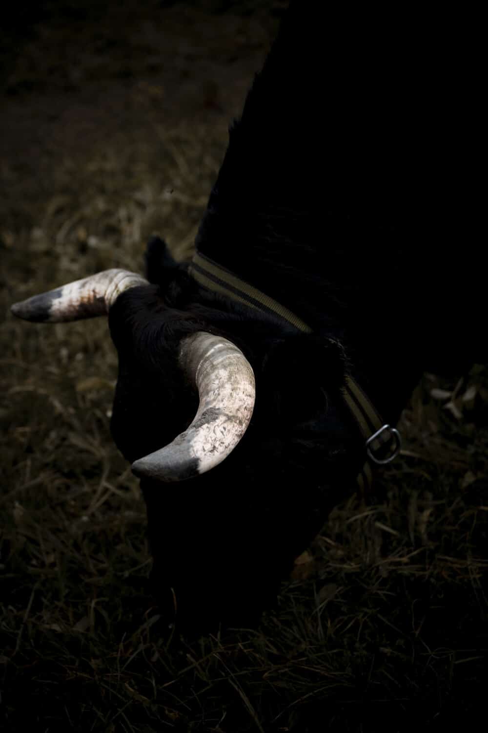 13 Photo Daniel Winkler Black Series