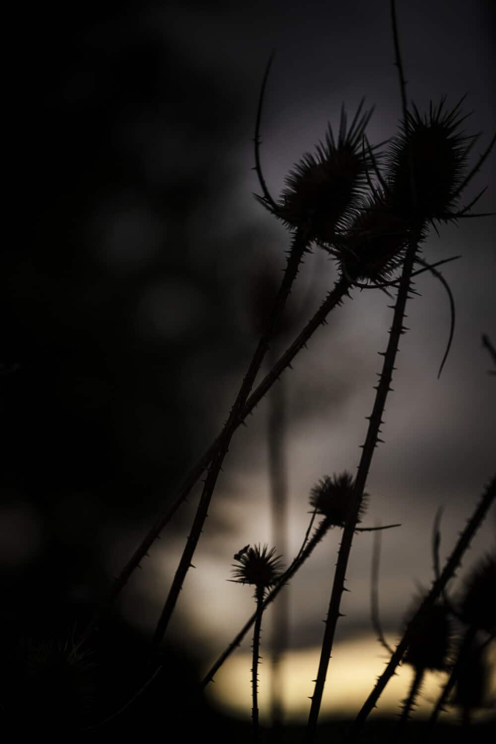 13 Photo Daniel Winkler Black Series