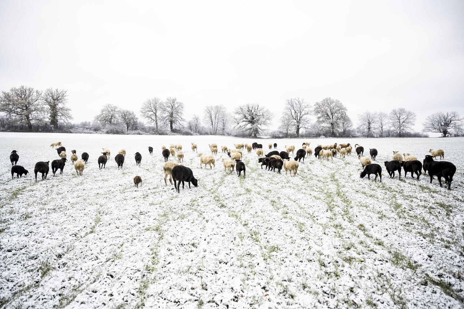 13 Photo Daniel Winkler Schafe Hirtin