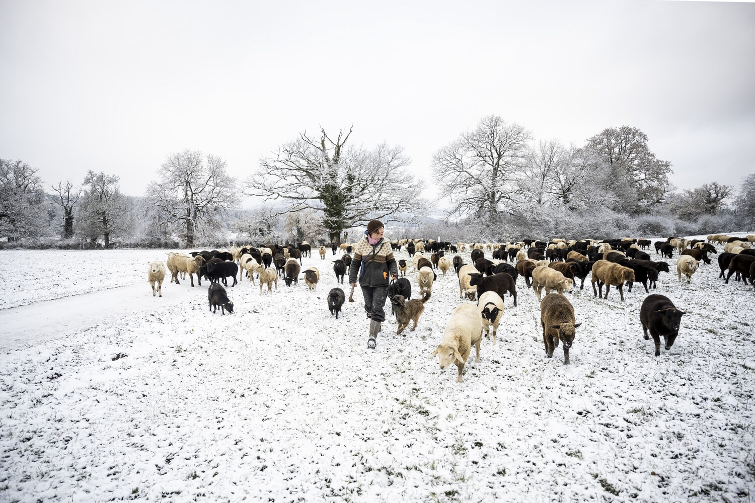 13 Photo Daniel Winkler Schafe Hirtin