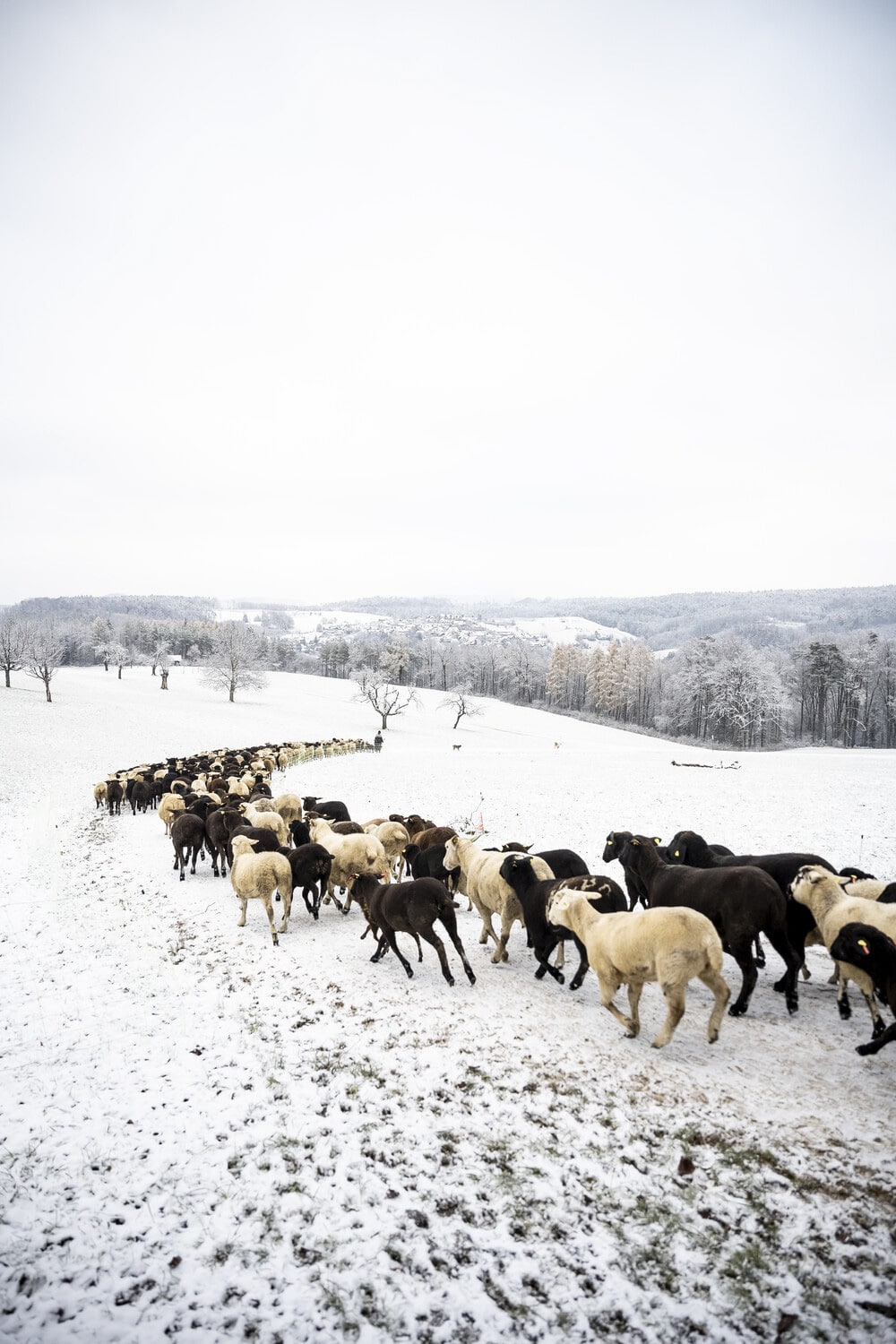 13 Photo Daniel Winkler Schafe Hirtin