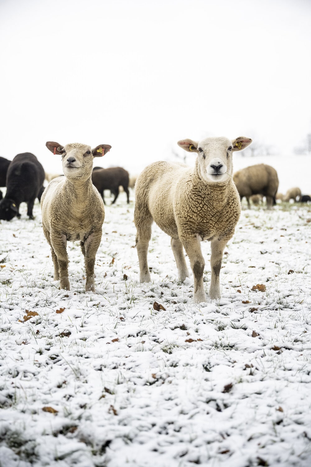 13 Photo Daniel Winkler Schafe Hirtin