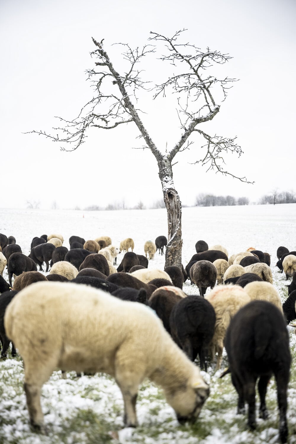 13 Photo Daniel Winkler Schafe Hirtin