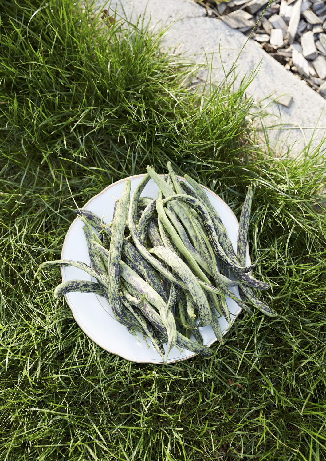 13 Photo Gabi Vogt Schrebergarten