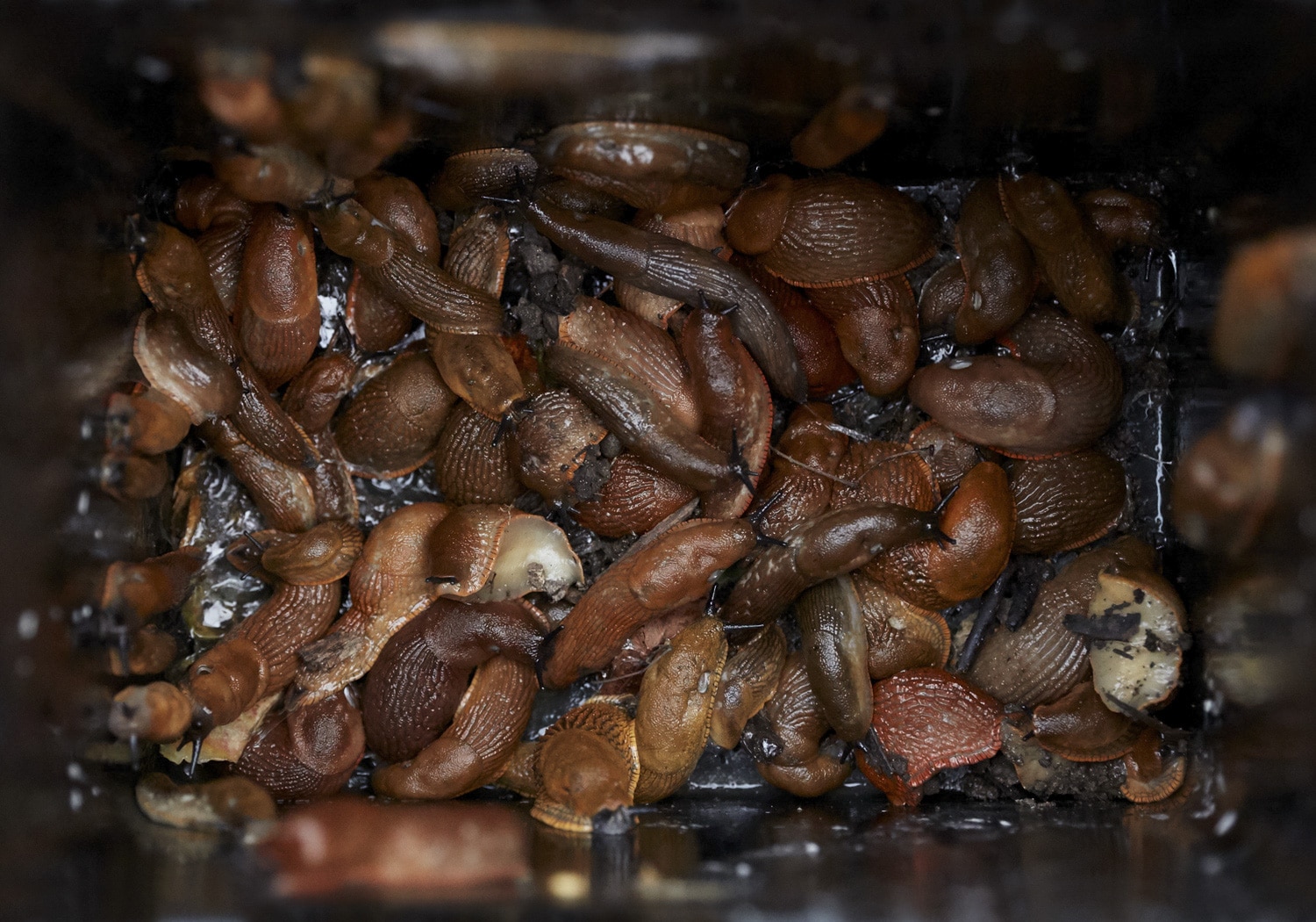 13 Photo Gabi Vogt Schrebergarten