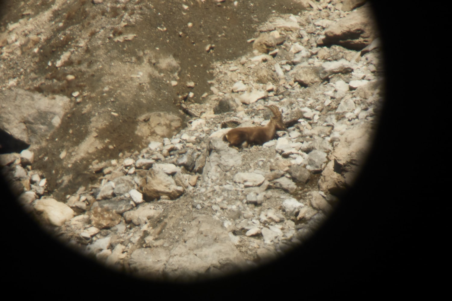 13 Photo Mara Truog Steinböcke Jagd