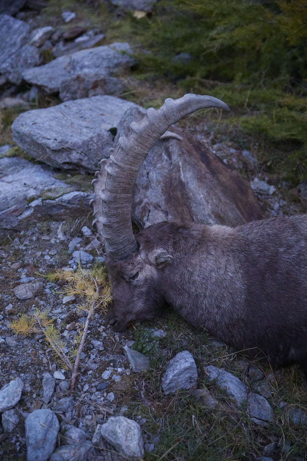 13 Photo Mara Truog Steinböcke Jagd
