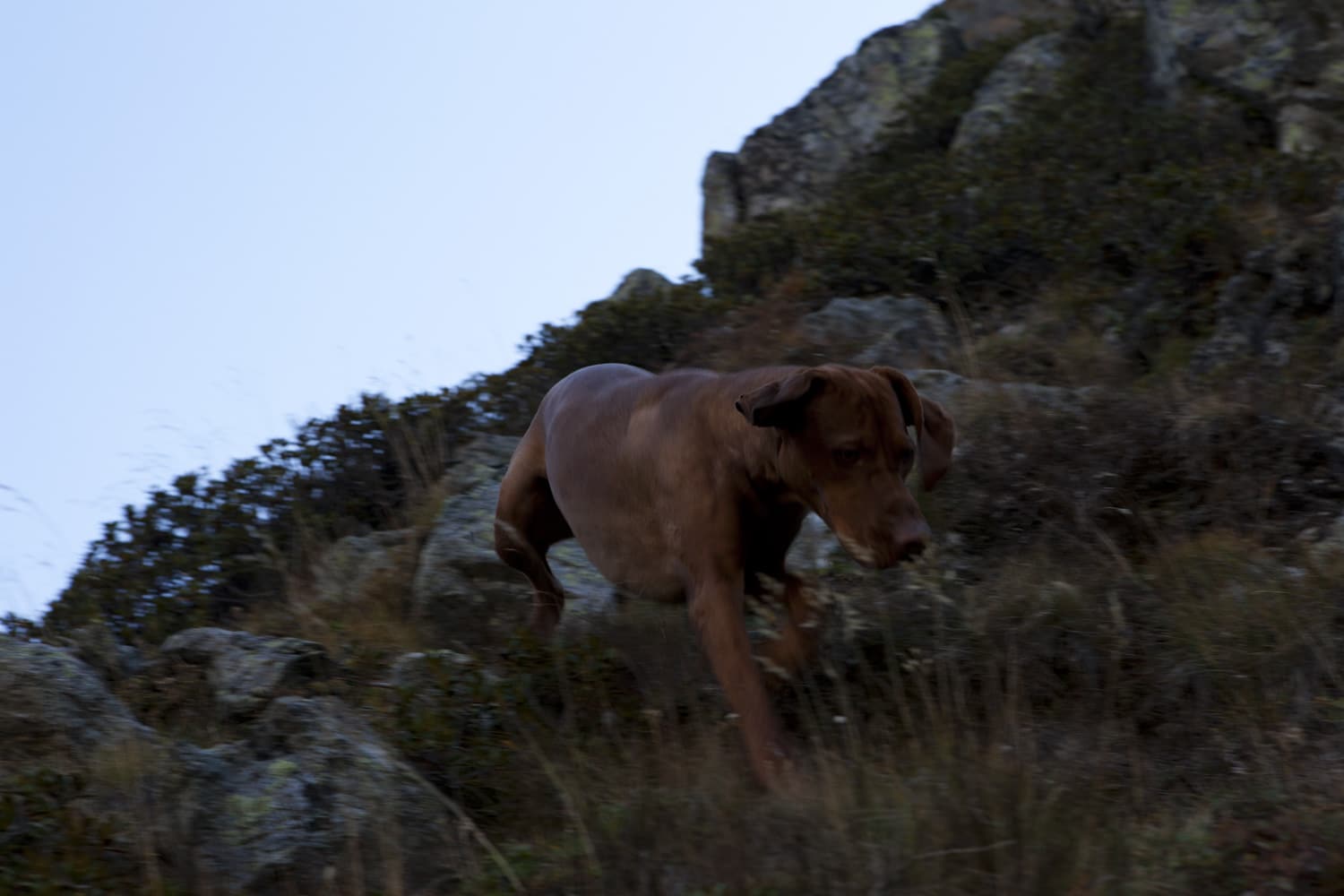 13 Photo Mara Truog Steinböcke Jagd