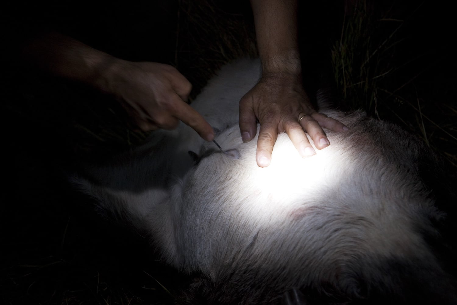 13 Photo Mara Truog Steinböcke Jagd