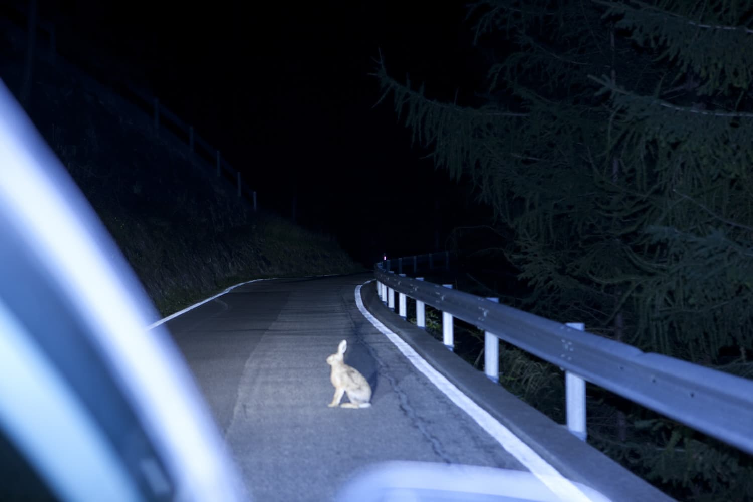 13 Photo Mara Truog Steinböcke Jagd