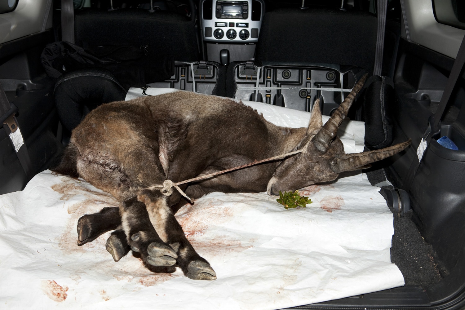 13 Photo Mara Truog Steinböcke Jagd