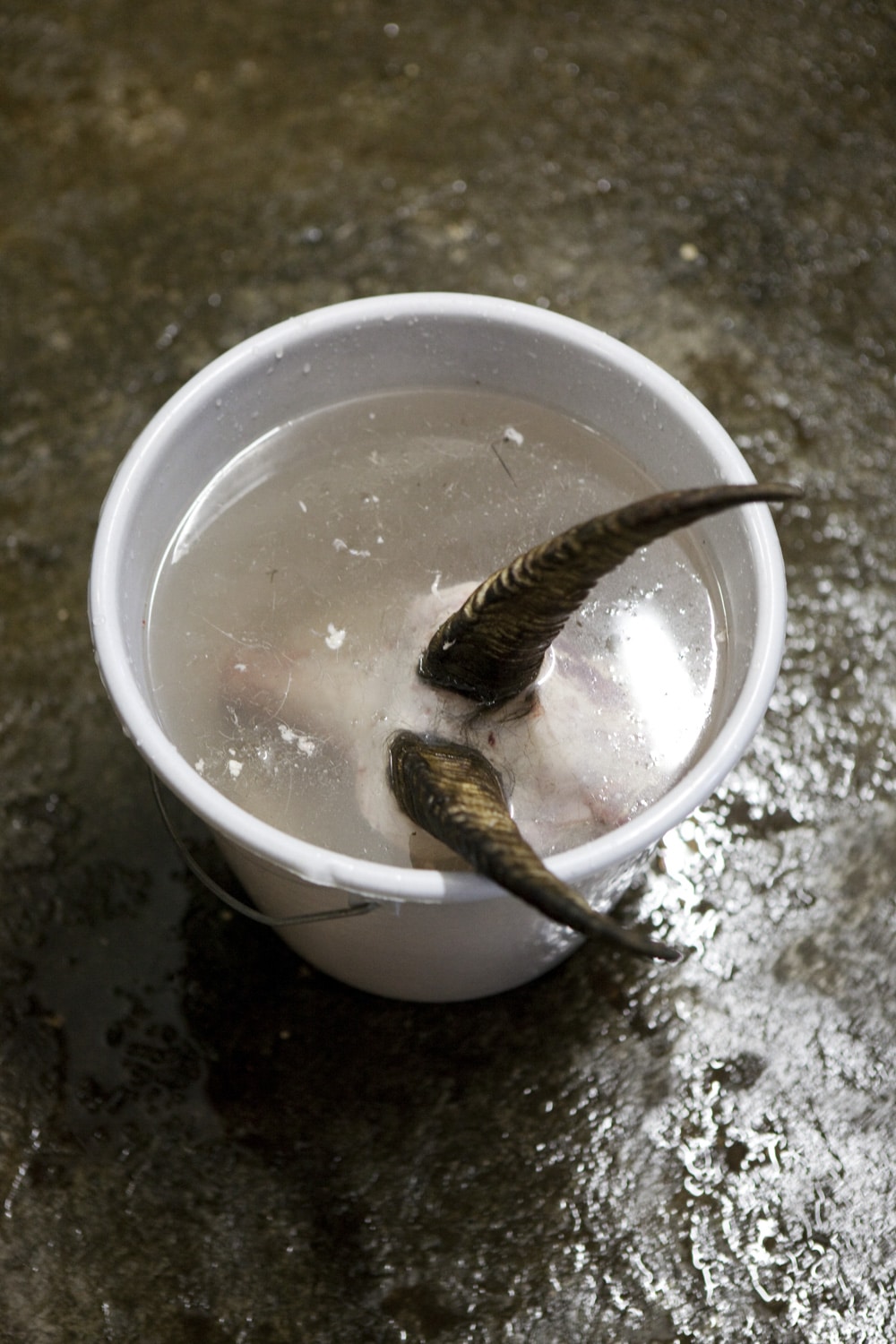 13 Photo Mara Truog Steinböcke Jagd