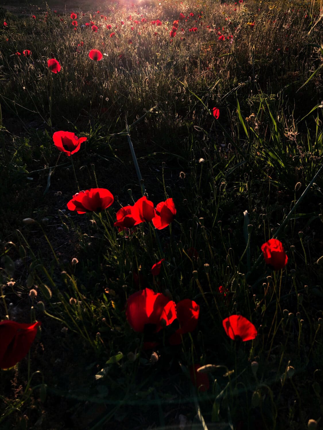 13 Photo Salvatore Vinci Moods