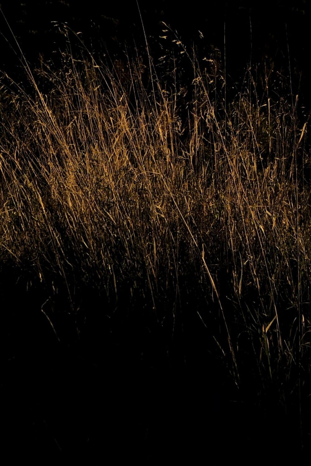 13 Photo Salvatore Vinci Moods