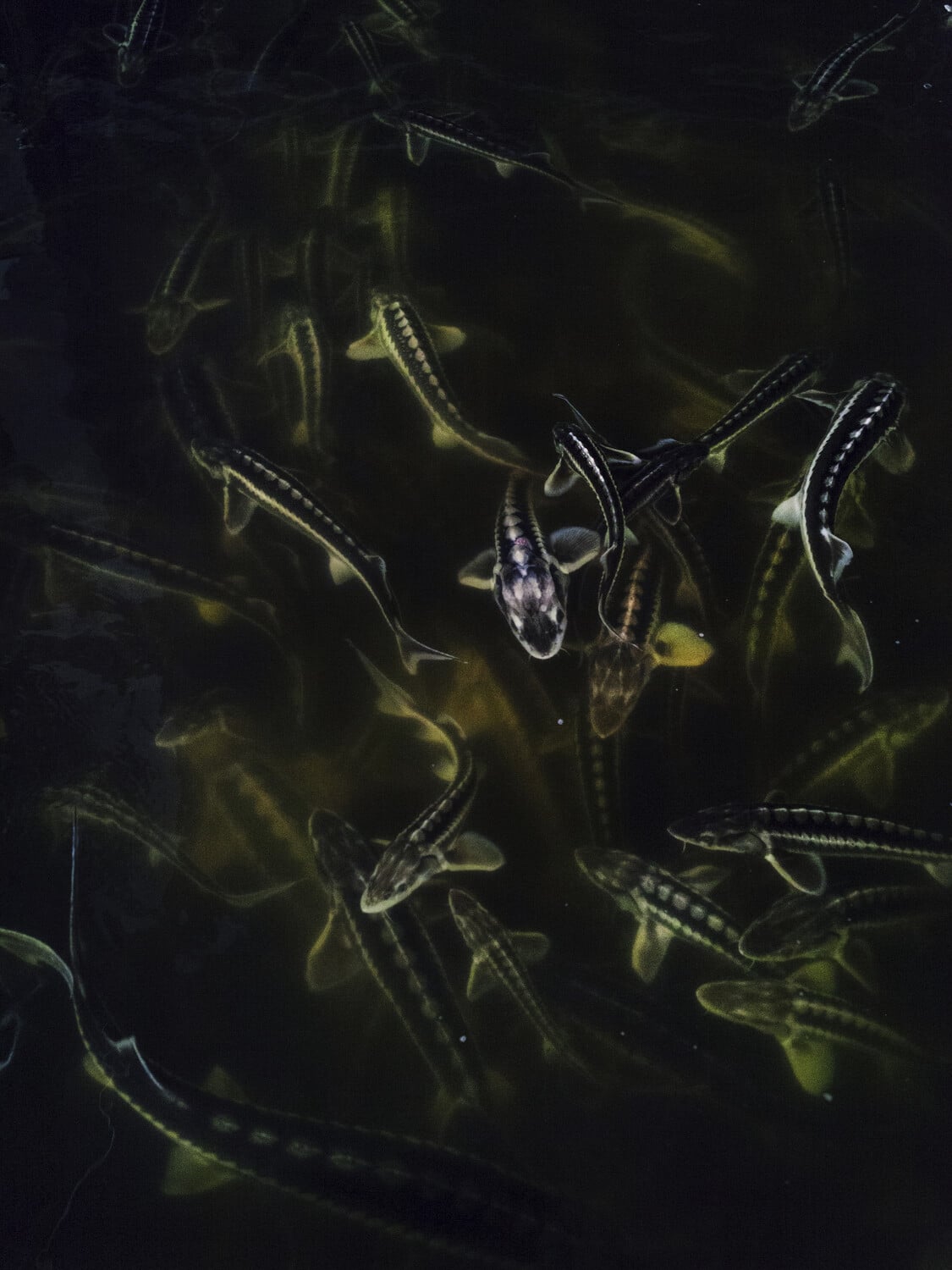 13 Photo Marvin Zilm Kaviar