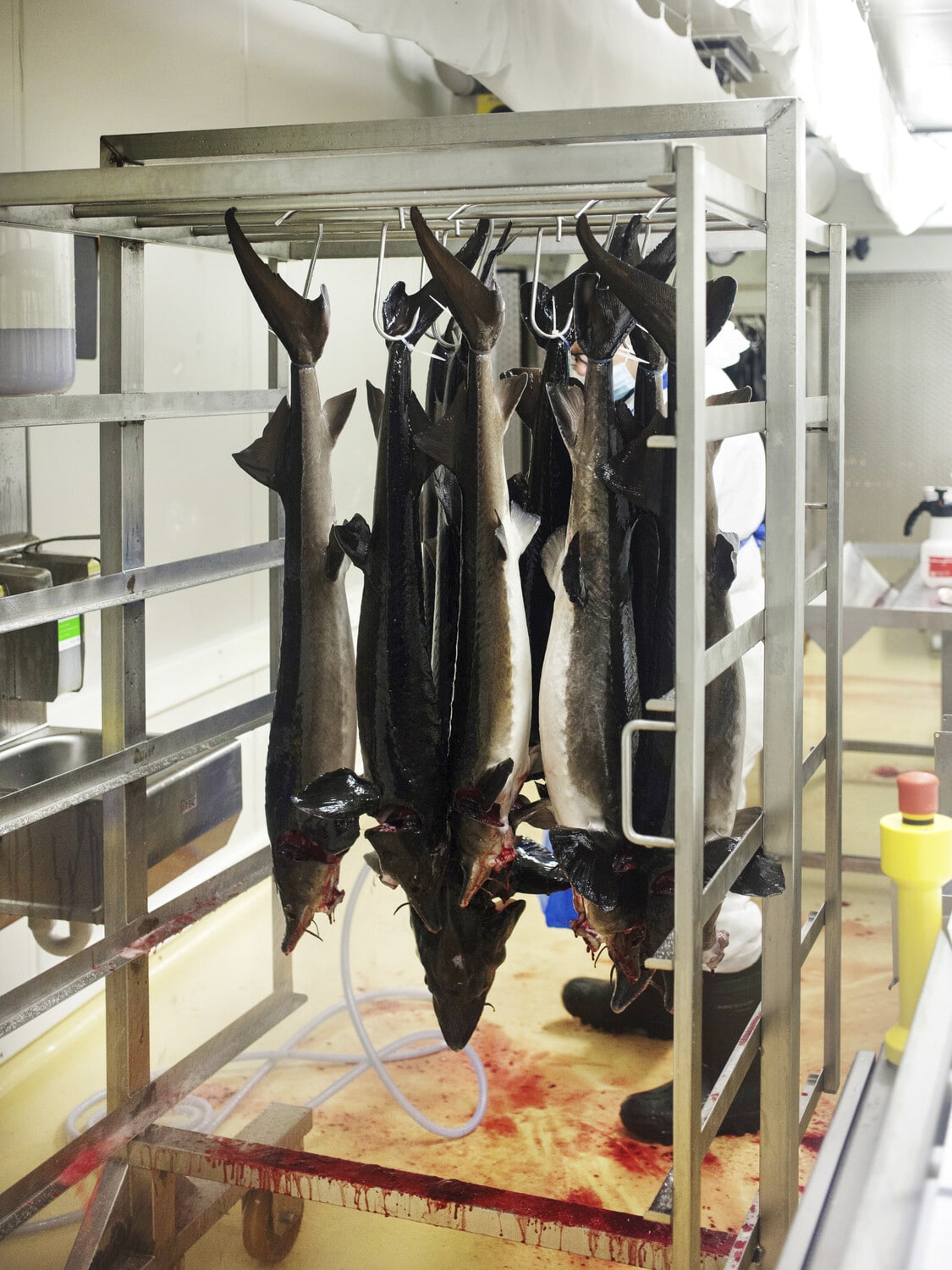 13 Photo Marvin Zilm Kaviar