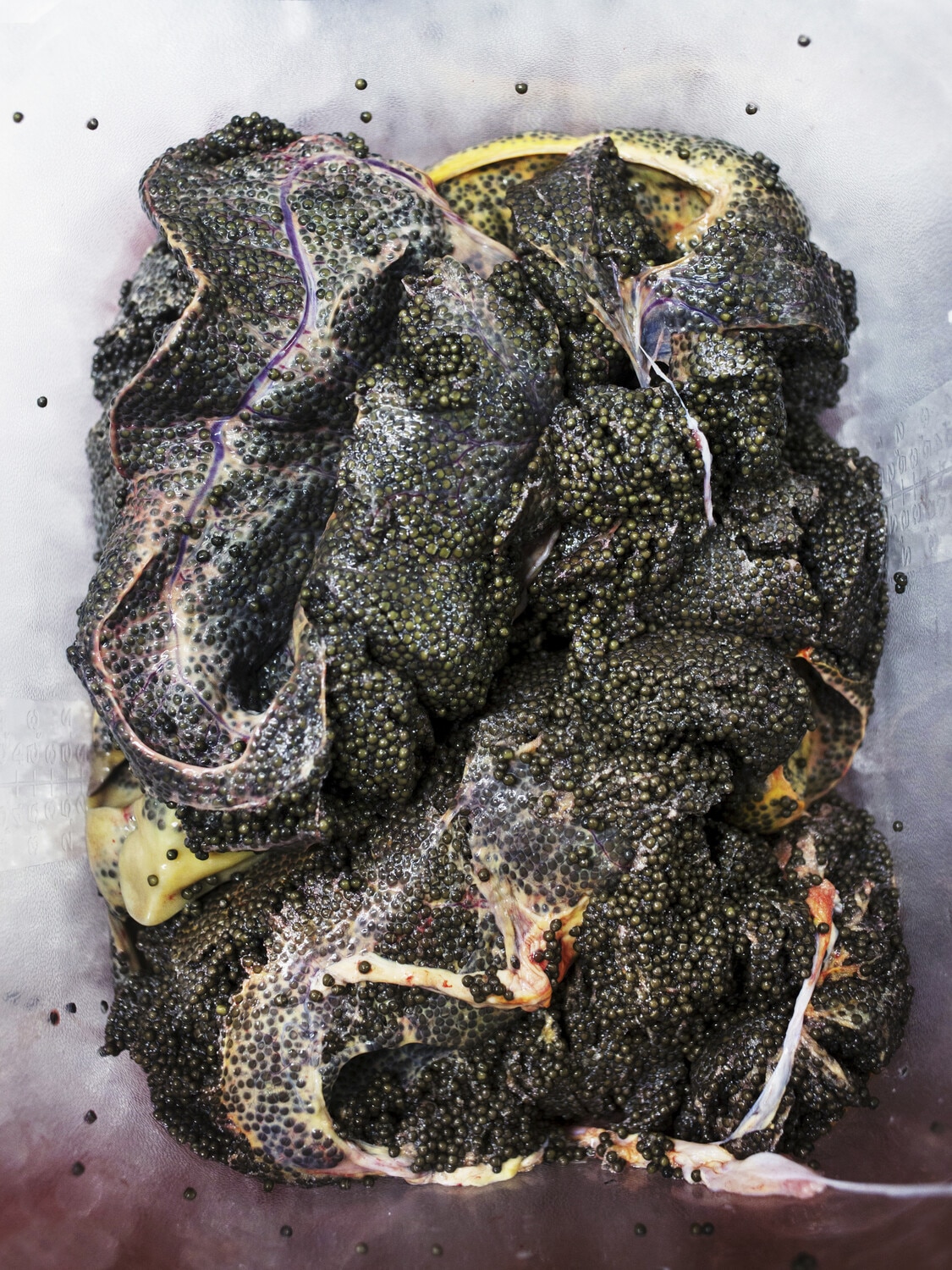 13 Photo Marvin Zilm Kaviar