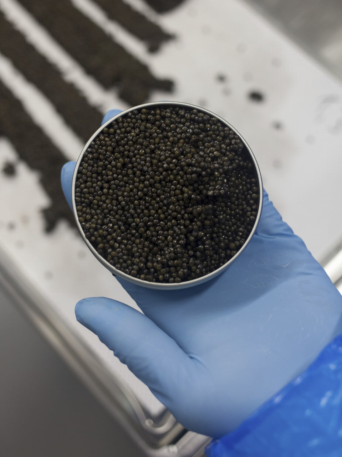 13 Photo Marvin Zilm Kaviar