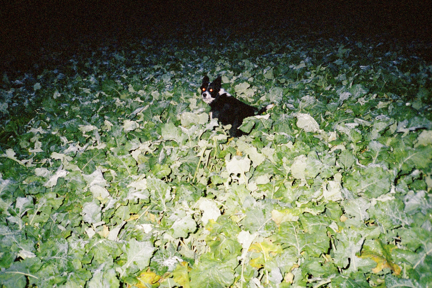 13 Photo Fabian Hugo Three Dangerous Bridges Ahead