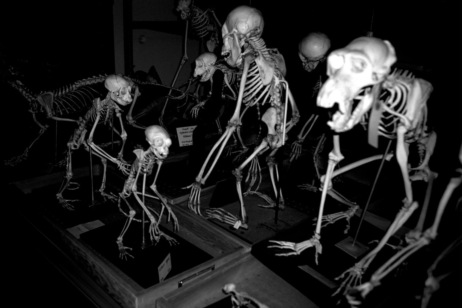 13 Photo Fabian Hugo Three Dangerous Bridges Ahead