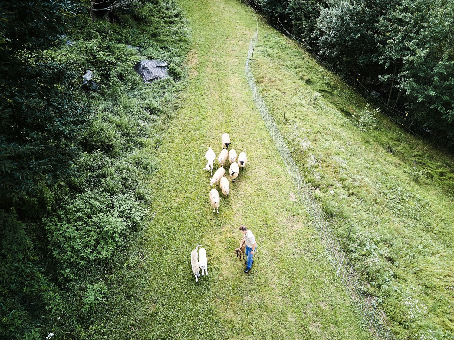 13 Photo Samuel Trümpy Herdenschutz