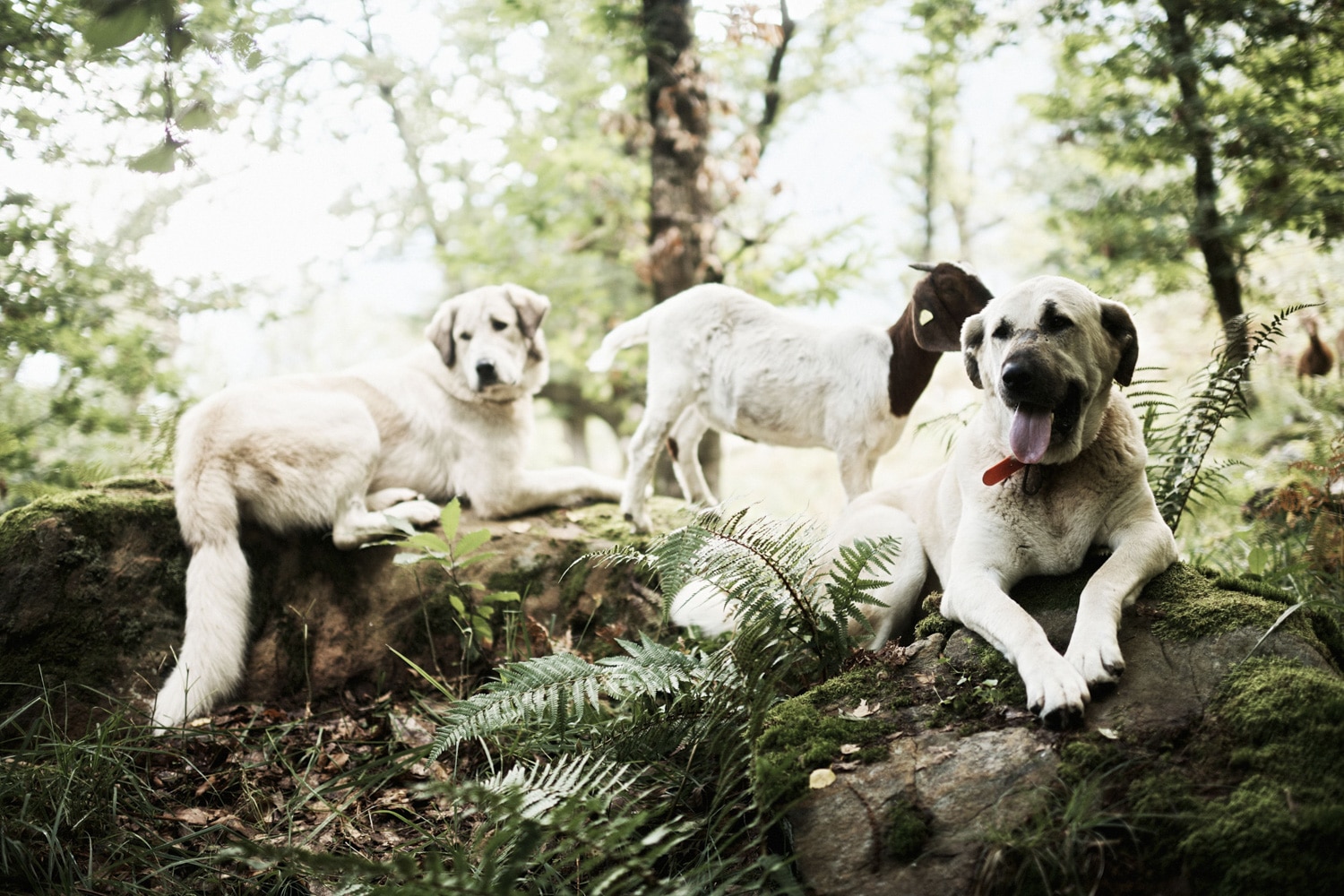 13 Photo Samuel Trümpy Herdenschutz