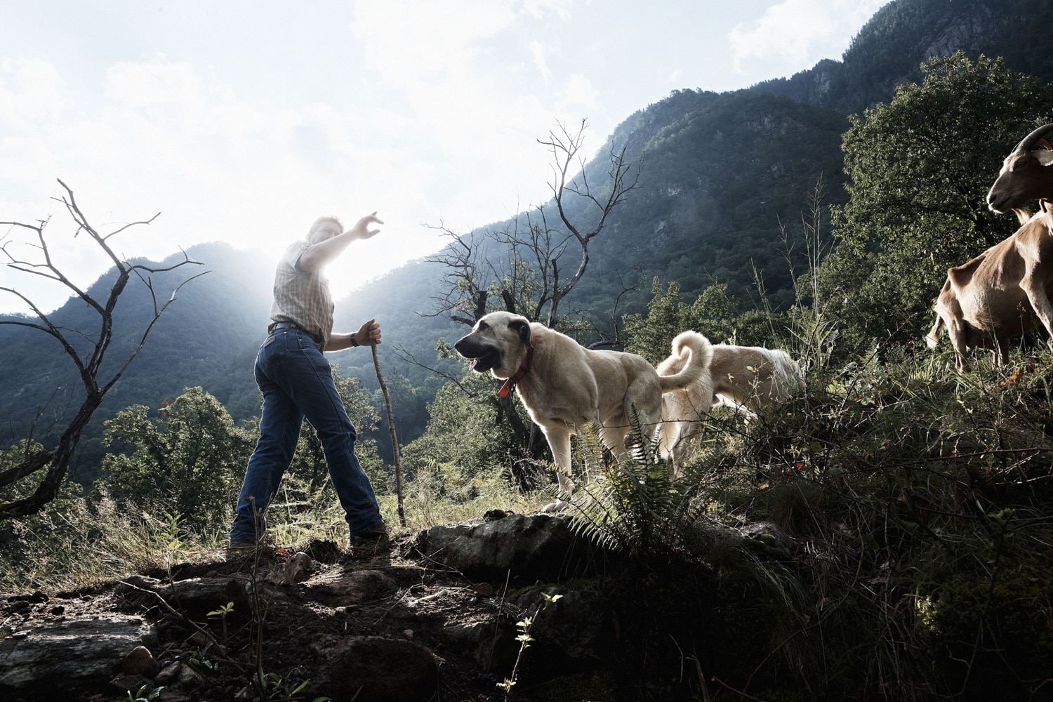 13 Photo Samuel Trümpy Herdenschutz