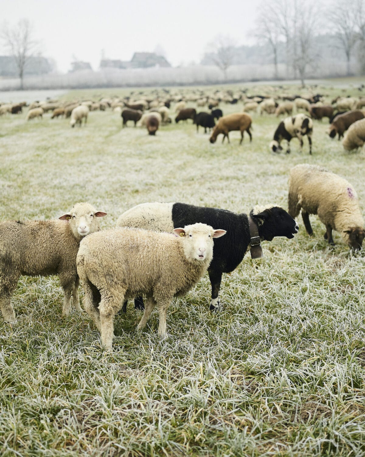 13 Photo Herbert Zimmermann Schäfer