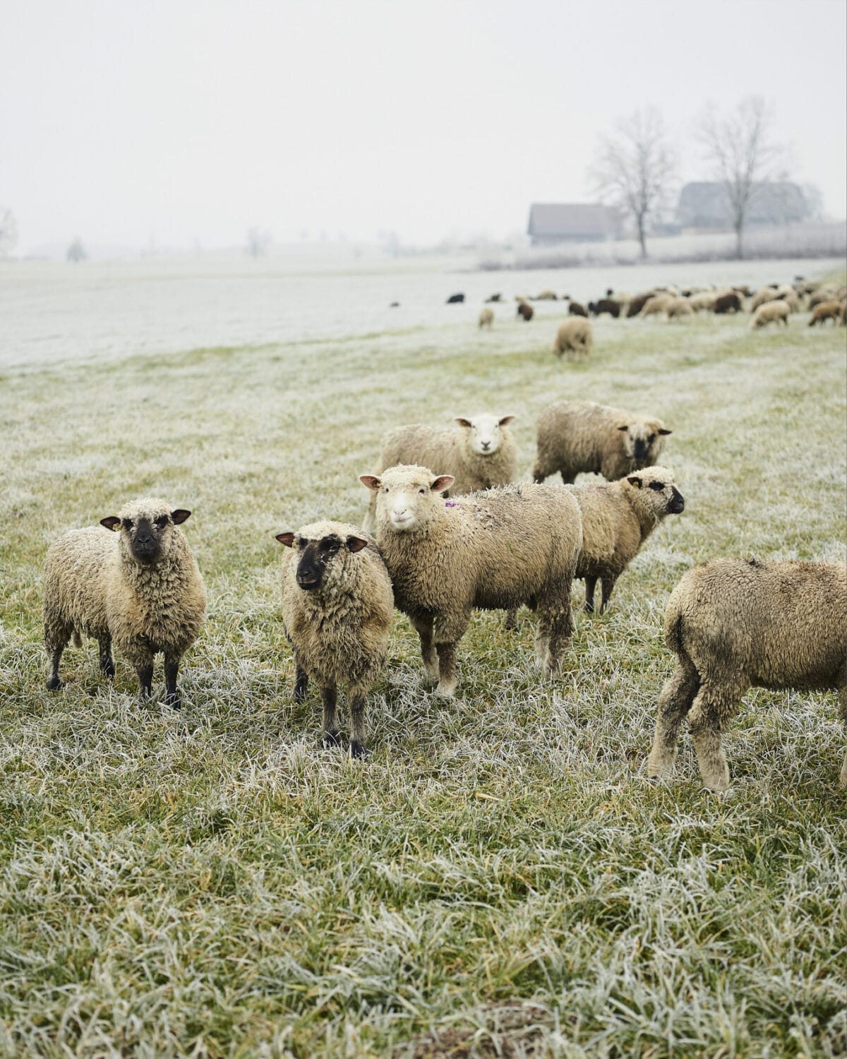 13 Photo Herbert Zimmermann Schäfer