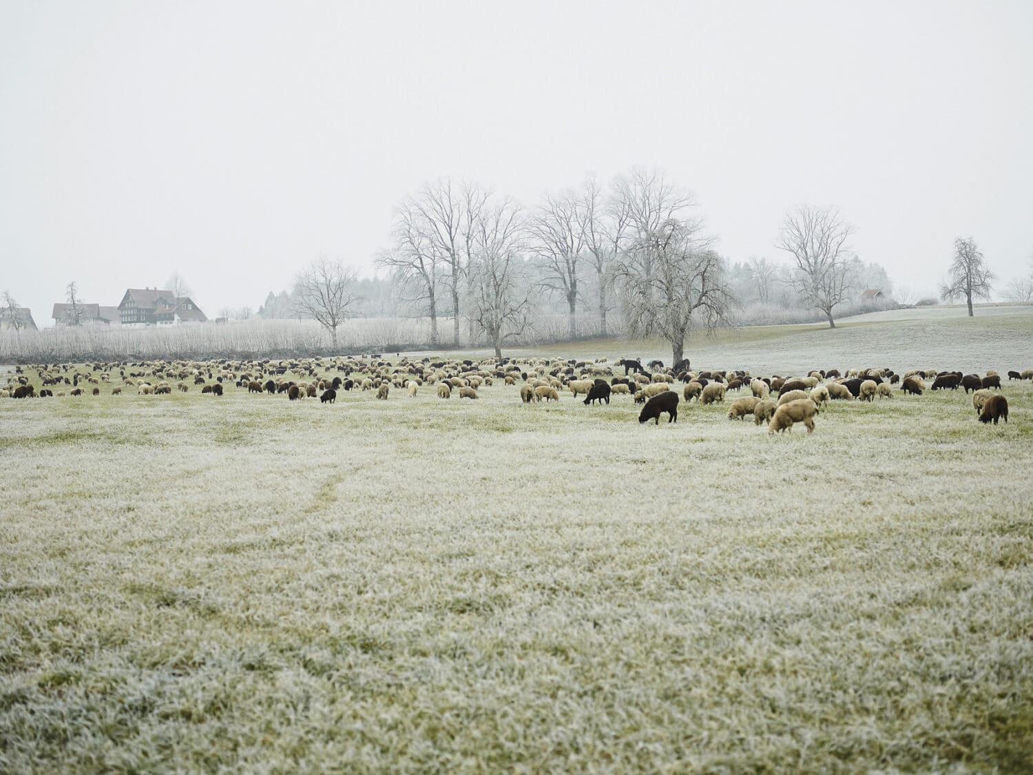 13 Photo Herbert Zimmermann Schäfer