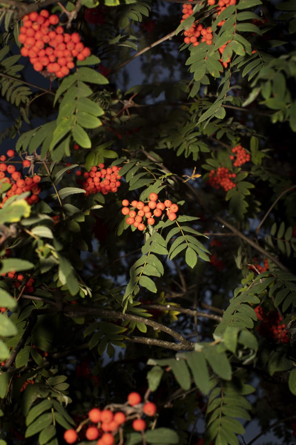 13 Photo Sophie Stieger La Chaux de Fonds