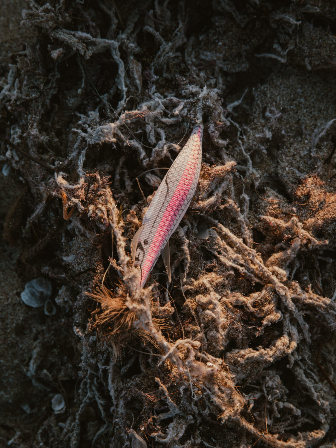 13 Photo - Anne Gabriel-Jürgens - Küstenerosion