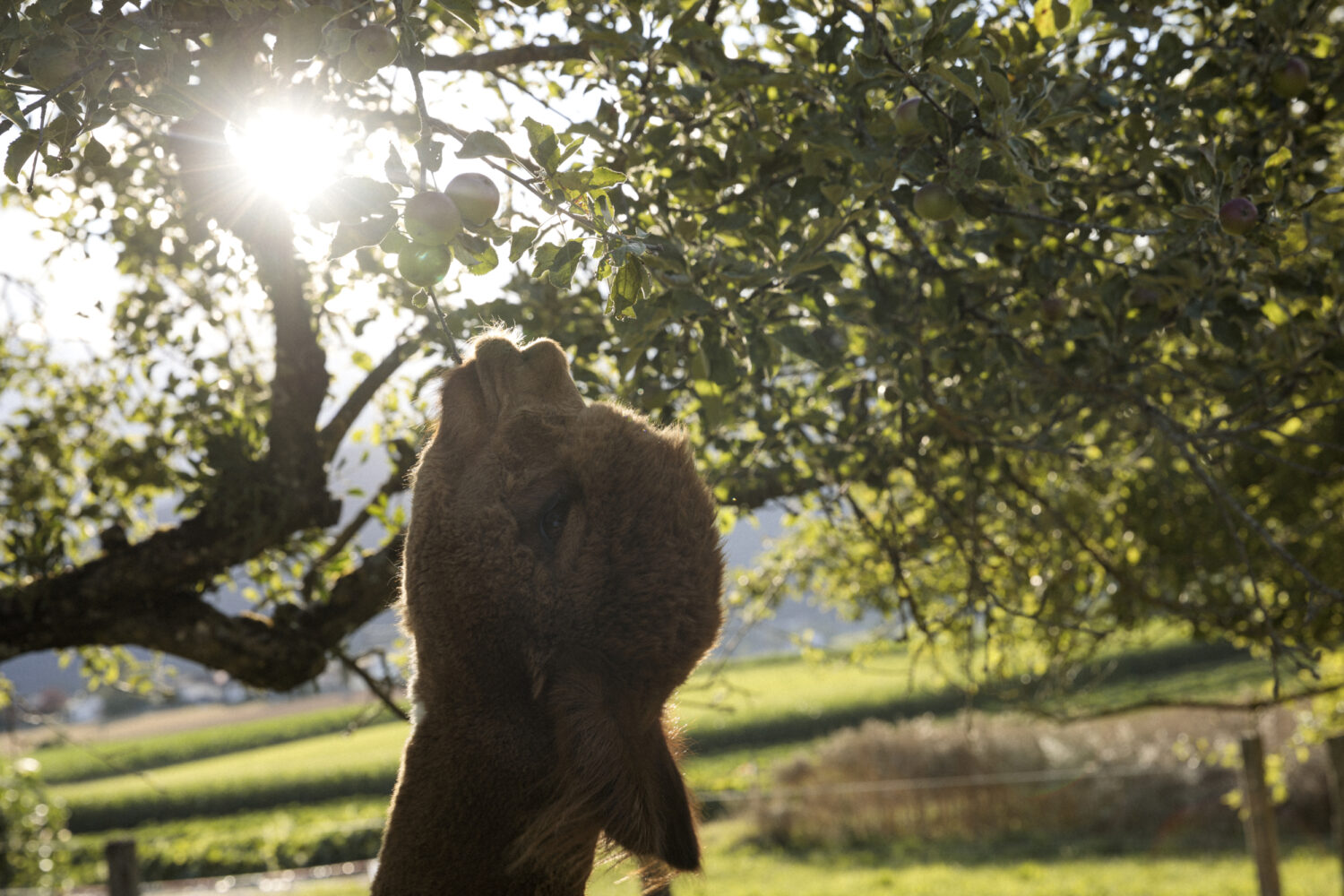 13Photo-Daniel Rihs-Frauen in der Landwirtschaft