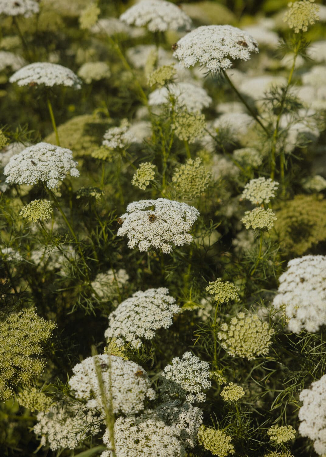 13Photo-Ulrike Meutzner-Lebenshof