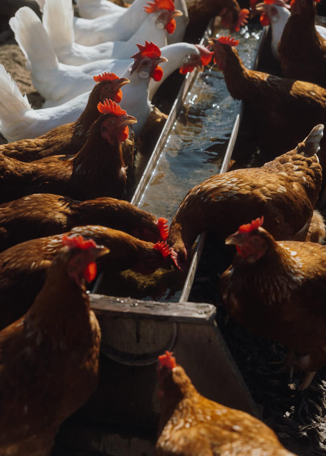 13Photo-Ulrike Meutzner-Lebenshof